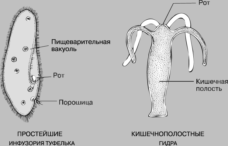 Кракен нарк